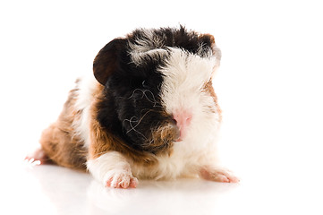 Image showing baby guinea pig