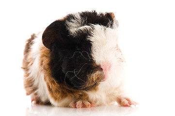 Image showing baby guinea pig