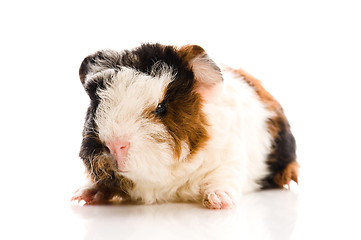 Image showing baby guinea pig