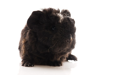 Image showing baby guinea pig