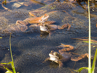 Image showing Frogs