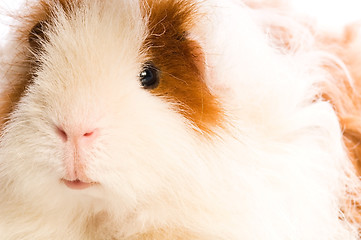 Image showing baby guinea pig