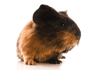 Image showing baby guinea pig