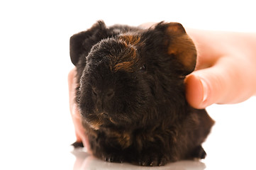 Image showing baby guinea pig