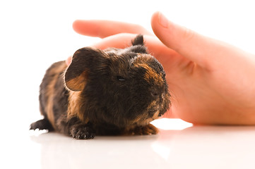 Image showing baby guinea pig