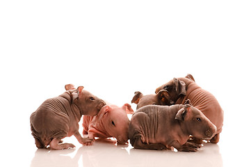 Image showing skinny guinea pigs