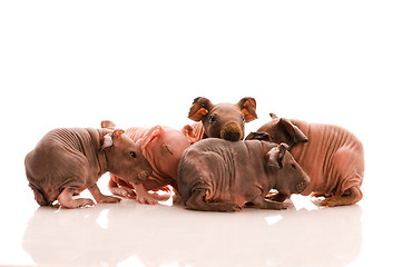 Image showing skinny guinea pigs