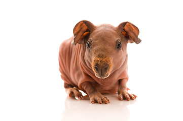 Image showing skinny guinea pig