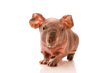 Image showing skinny guinea pig