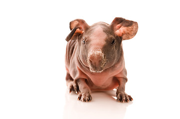 Image showing skinny guinea pig