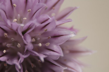 Image showing detail of violet flower