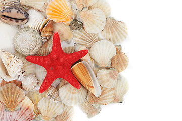 Image showing sea shells background