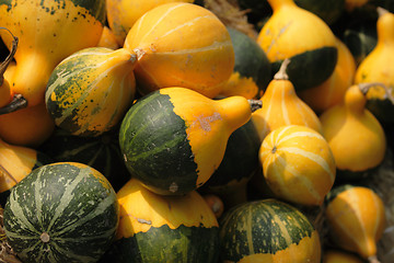 Image showing pumpkins background