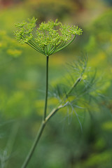 Image showing dill flower