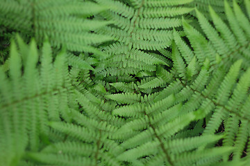 Image showing green leaves background