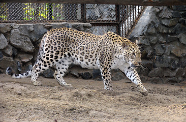 Image showing Persian leopard