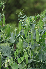 Image showing fresh green pea
