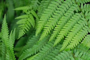 Image showing green leaves background