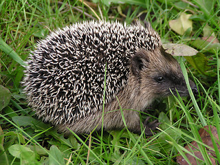 Image showing hedgehog