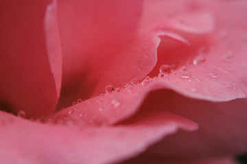 Image showing rose detail with water drops 