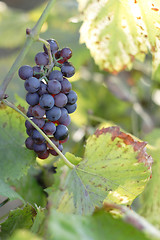 Image showing red grapes