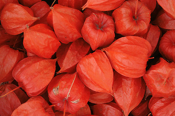 Image showing exotic fruits