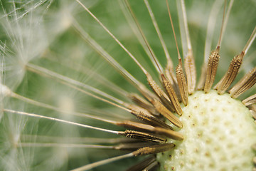 Image showing old dandelion background