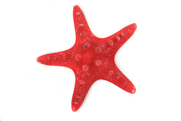 Image showing red sea star 