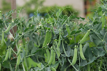 Image showing fresh green pea