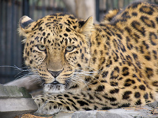 Image showing Far-Eastern leopard