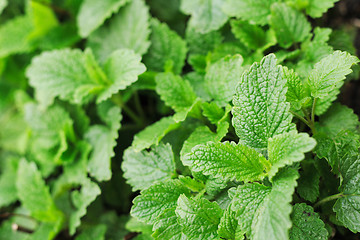 Image showing sweet mint background