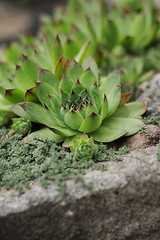 Image showing  houseleek plant 