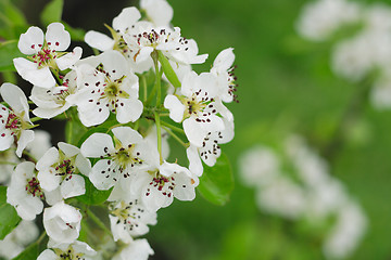 Image showing apple flower background