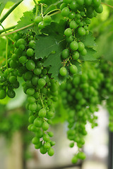 Image showing whhite grape