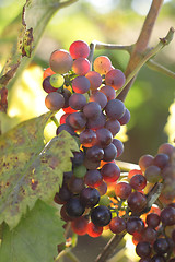 Image showing red grapes
