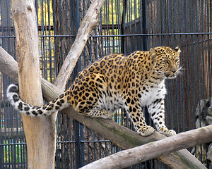 Image showing Far-Eastern leopard