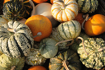 Image showing pumpkins background