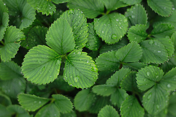 Image showing strawberry leaves background