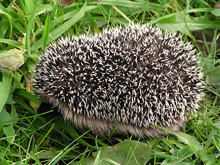 Image showing hedgehog