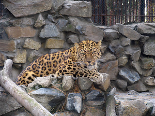 Image showing Far-Eastern leopard