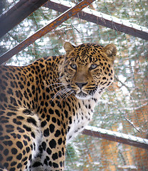 Image showing Caucasian leopard