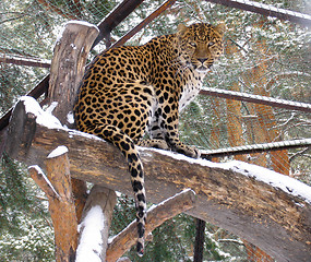 Image showing Caucasian leopard