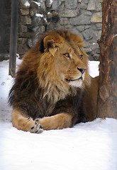 Image showing African lion