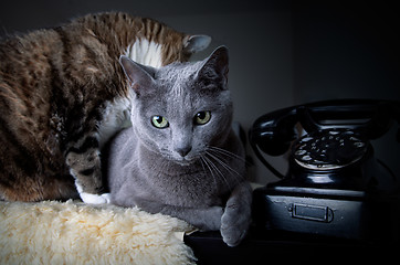 Image showing Two cats with antique phone