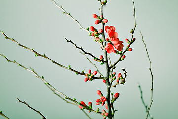 Image showing Cherry Blossoms