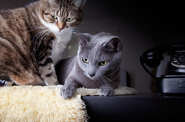 Image showing Two cats with antique phone