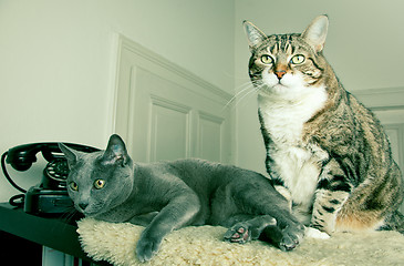 Image showing Two Cats