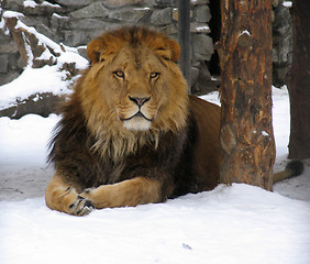 Image showing African lion