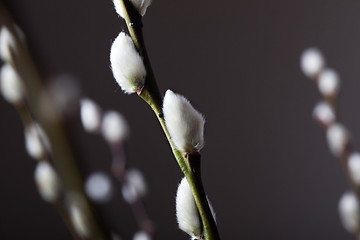 Image showing Willow catkin