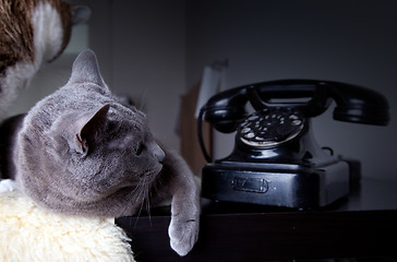 Image showing Two cats with antique phone